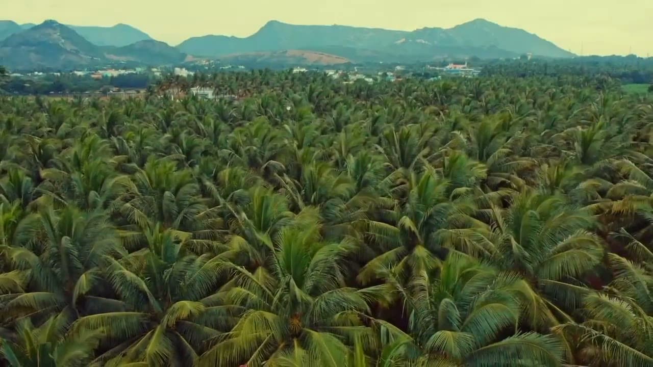 Coconut shell raw material