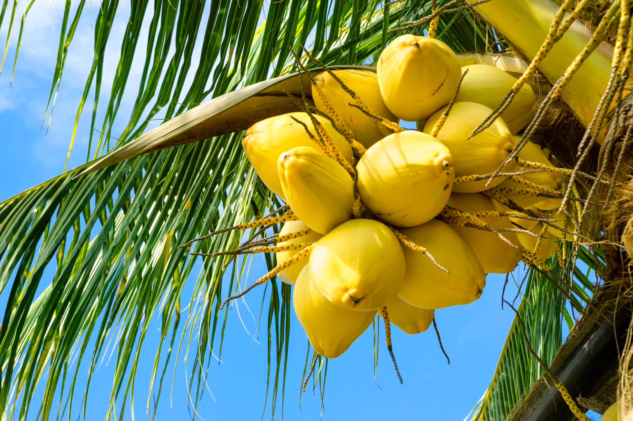 Coconuts growing on a palm tree